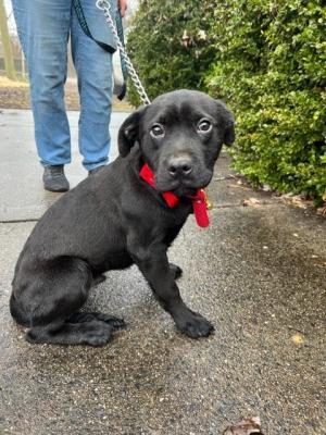 Black Lab puppy picture 1