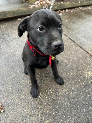Black Lab puppy picture 2