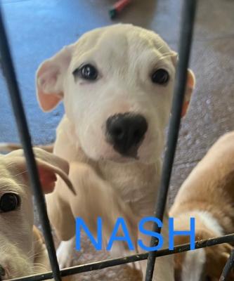 Nayden picture 1