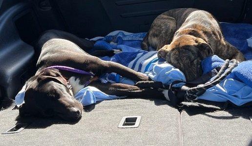 BONDED PAIR picture 1
