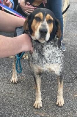 Blue tic coonhound picture 1