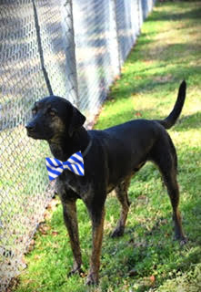 AJAX picture 1