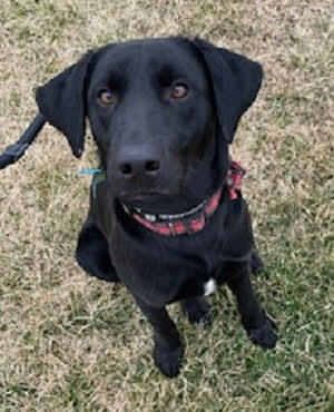PAXTON picture 1