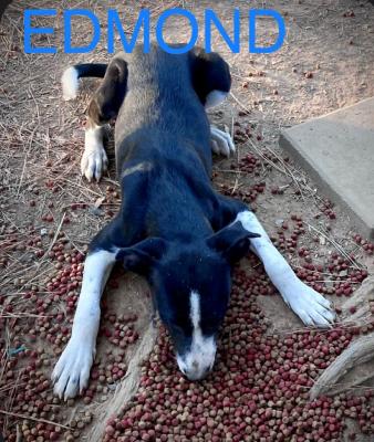 Edmund picture 2