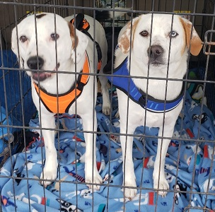 Ruby and Max picture 2