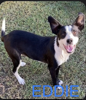BORDER COLLIE PUPPIES picture 1
