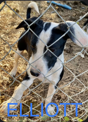 BORDER COLLIE PUPPIES picture 3
