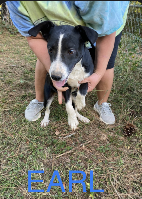 BORDER COLLIE PUPPIES picture 4