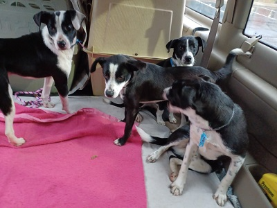 BORDER COLLIE PUPPIES picture 2