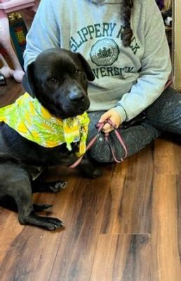 SHEBA picture 3