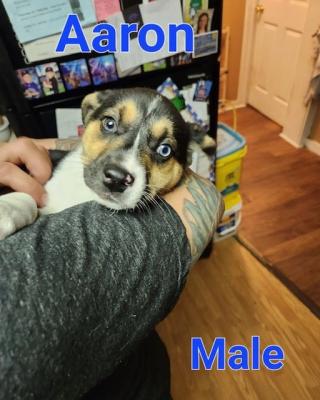 Aaron picture 1