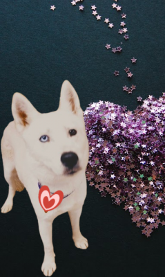 Huskies, huskies picture 1