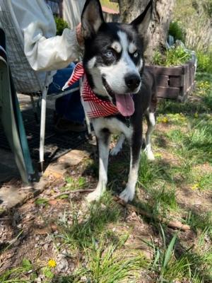 Husky, Husky picture 2