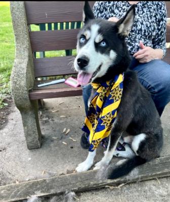 Husky, Husky picture 1