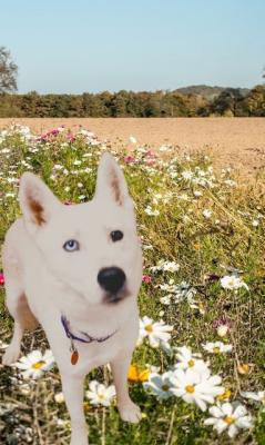 Husky, Husky picture 3