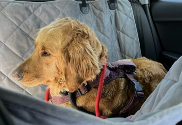 GOLDEN DOODLE picture 1
