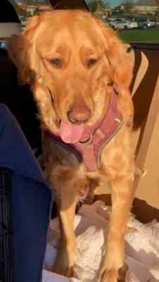 GOLDEN DOODLE picture 2
