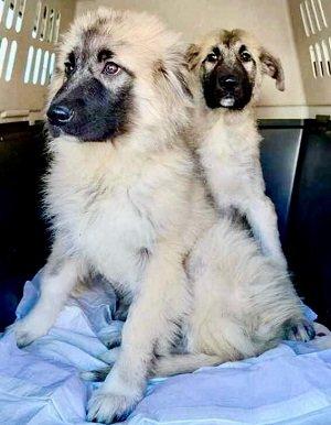 GREAT  PYRENEES PUPS picture 2