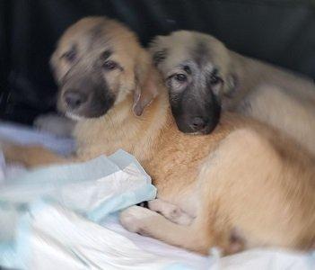 GREAT  PYRENEES PUPS picture 1