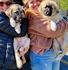 GREAT  PYRENEES PUPS picture 3