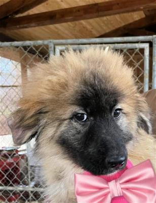 GREAT  PYRENEES PUPS picture 4