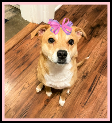 SADIE picture 2