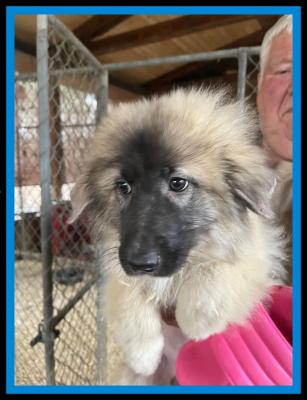 Pyrenees Belgium tervuren pups picture 1