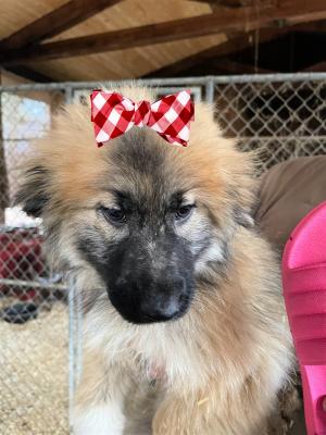 Pyrenees Belgium tervuren pups picture 2