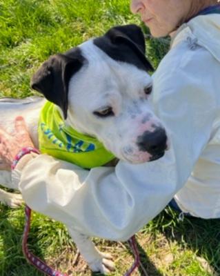 Dalmation mix, Dalmatian  mix picture 1