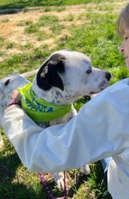 Dalmation mix, Dalmatian  mix picture 2