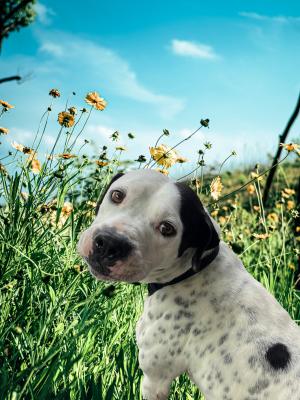 Dalmation mix, Dalmatian  mix picture 3