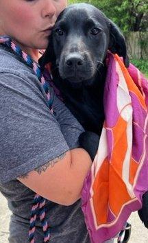 black lab puppies picture 1