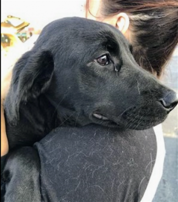 black lab puppies picture 2