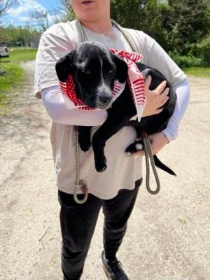 black lab puppies picture 3