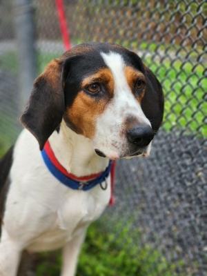 Coon Hound, Coon Hound picture 1