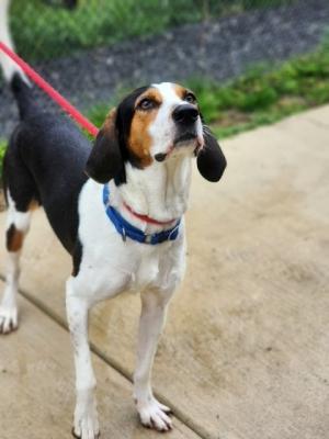 Coon Hound, Coon Hound picture 2