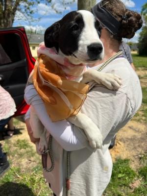 BORDER COLLIE MIX  PUPPIES picture 1