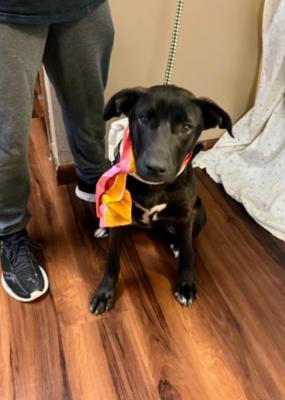 Black Lab mix puppies picture 2