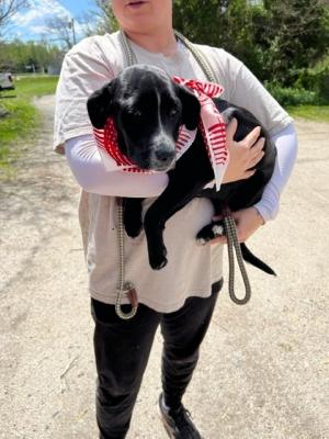 Puppies, Puppies picture 4