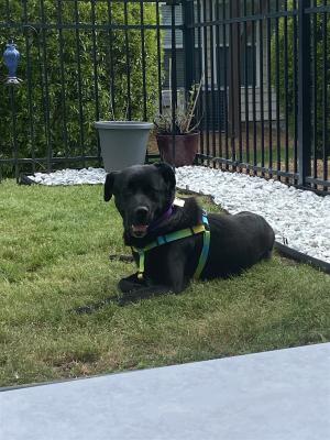 Scottie picture 3