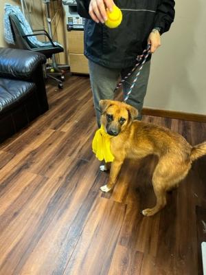 Golden retriever mix picture 1