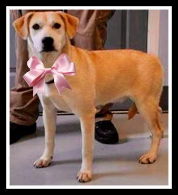 Golden lab , Golden lab picture 1