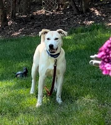 Golden lab , Golden lab picture 2
