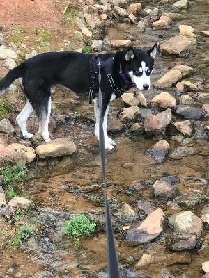 SIBERIAN HUSKY picture 2