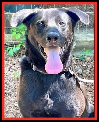 Black lab Males picture 1