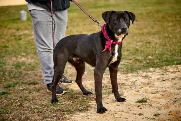 Black lab Males picture 3