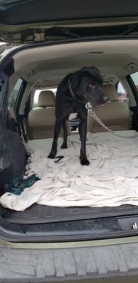Black lab Males picture 4