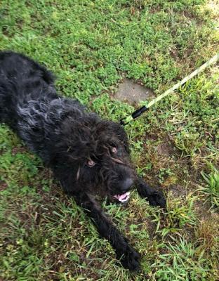 Labradoodle, Labradoodle picture 2