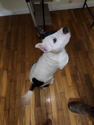 French Bulldog mx picture 2