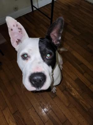 French Bulldog mx picture 3